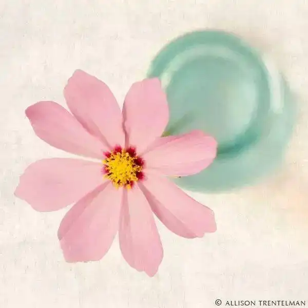 镜头下的一花一草,美翻了