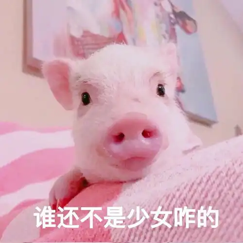 个性头像合集来啦表情包