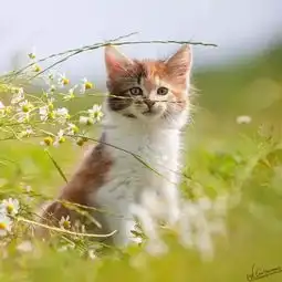  萌宠猫咪照