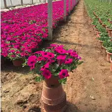  青州市卉源花卉苗木园艺场