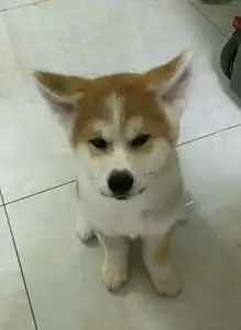 柴犬哈士奇头像图片秋田