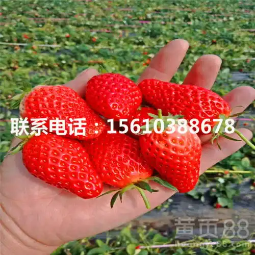  山东全明星草莓苗批发全明星草莓苗厂家-黄页88网