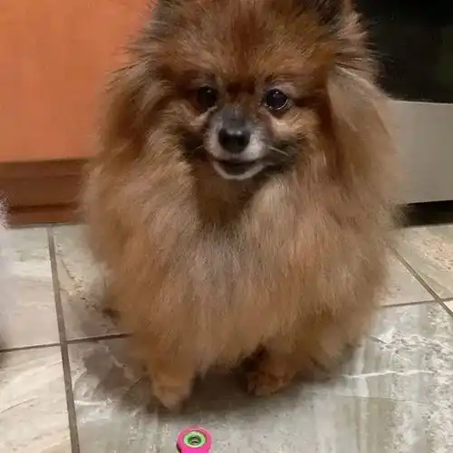  给博美洗澡一定要有心理准备场面超吓人
