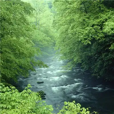  微信头像风景唯美,小清新绿色风光护眼图片
