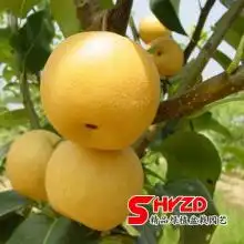  2018鸭梨价格行情批发多少钱鸭梨图片第10页黄页88水果批发网