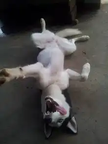  养柴犬和哈士奇的区别,10000人次都在围观