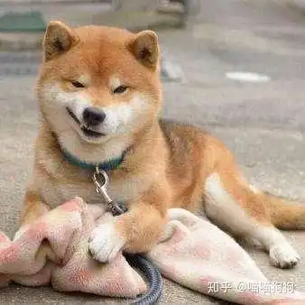  柴犬有什么缺点