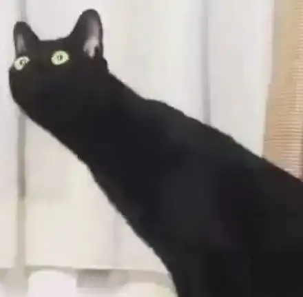 用了这组猫咪情侣头,每天骂架都骂不起来...