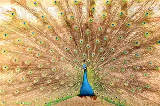 动物头像简笔画孔雀动物
