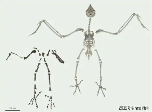 6000万年的猫头鹰化石被发现,捕食方式很奇特,爪子长得变样了