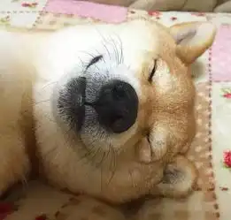  一只有魔性的日本柴犬,最后一张有种很爽的感觉