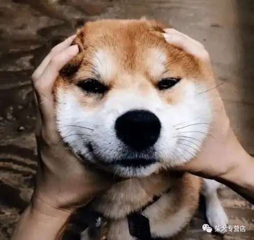  柴犬到家前后的注意事项