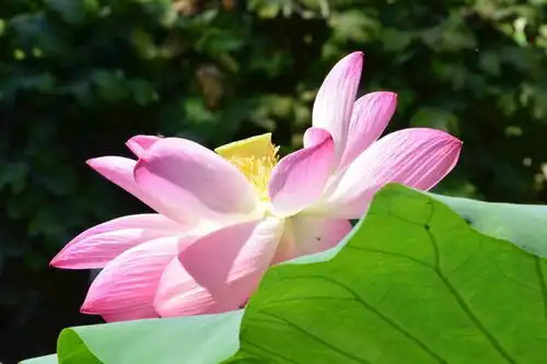  十二生肖的哪些人下半年突破瓶颈,逆袭翻身,招财入宅一帆风顺