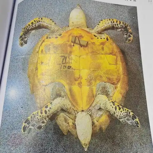  成都男子为镇宅辟邪买玳瑁标本挂墙上获刑