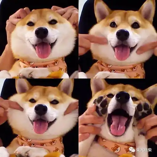  养柴后养柴犬真的很省钱省事
