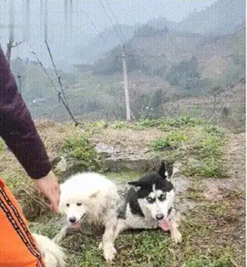  哈士奇出世纪难题我和萨摩耶掉进粪坑先救谁主人爆笑回应