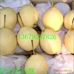  黄金梨批发梨资讯搜索列表直接访问产地直销水果