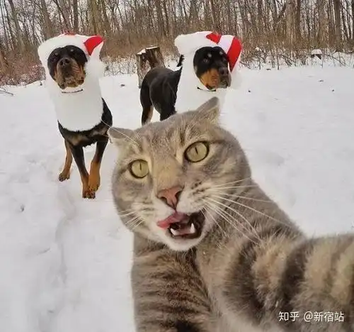  自拍技术堪称一绝沉迷自拍的网红猫