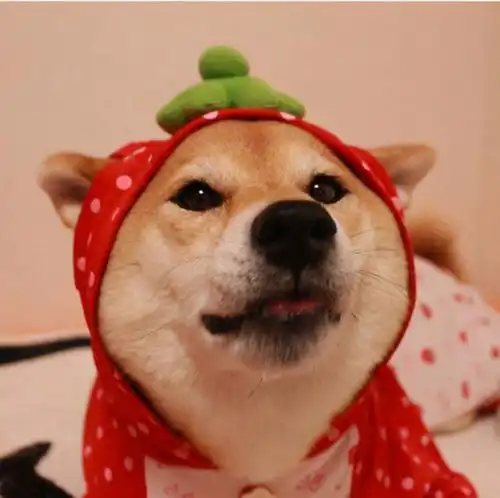  饲养柴犬要怎么选择狗粮