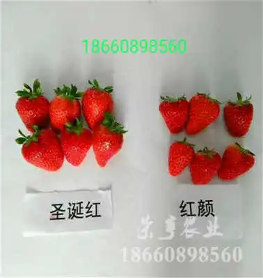  甜宝草莓苗采摘园优质品种