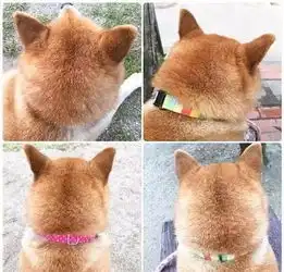  还有比哈士奇二的狗狗,它叫柴犬