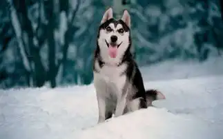  主人把柴犬和哈士奇关一起,才2天柴犬就崩溃了,主人也很无奈