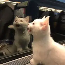  超萌超可爱的萌宠头像图片头像萌化人的萌猫萌狗图片大全