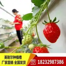  赵屯草莓合作社