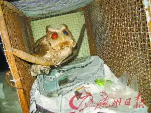  猫头鹰误闯工地工友们帮它找家