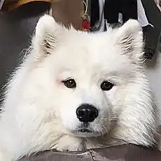  如何让狗狗吃蔬菜