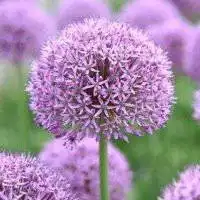  花草微信头像图片
