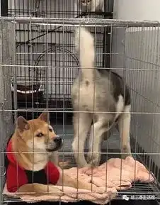  主人把柴犬跟哈士奇关在一起,以为它们会打闹,没想到.