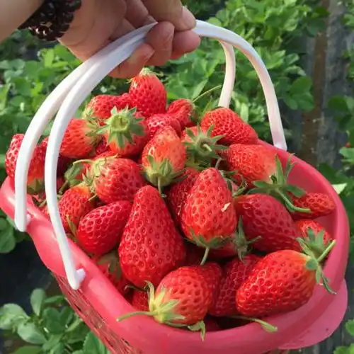  四季草莓苗带盆栽好牛奶油红颜甜草莓苗阳台室内盆栽种植当年结果