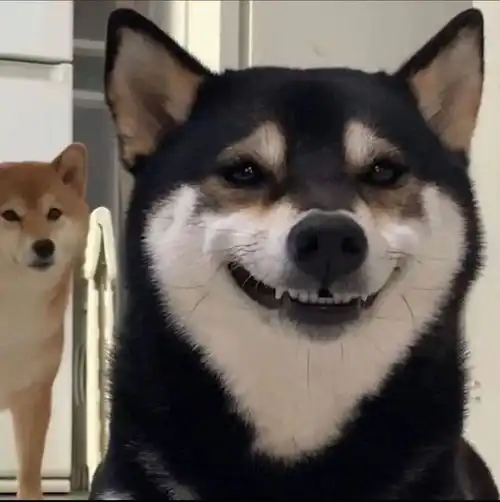 柴犬哈士奇头像图片纯种