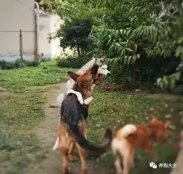  二哈跟德牧打架,柴犬你不是来拉架的么柴我有一个大胆的想法