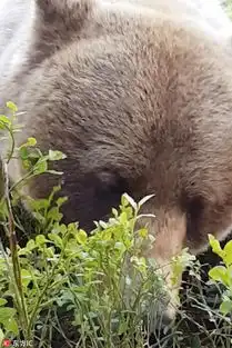  芬兰男子拍照佛系野熊
