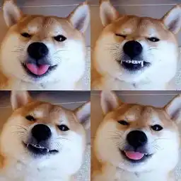  柴犬连连看要图的加微哈尼丫柴的快手