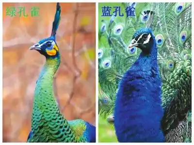  绿孔雀来报到成都动物园国宝再上新