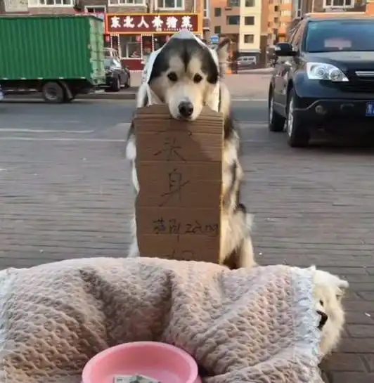 搞笑高清哈士奇头像萨摩