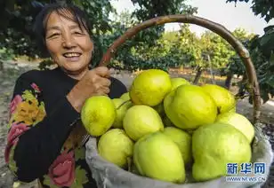  河北永清鸭梨飘香助农增收