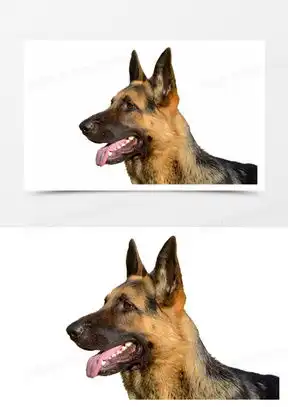  最帅警犬图片头像可爱合集熊猫办公