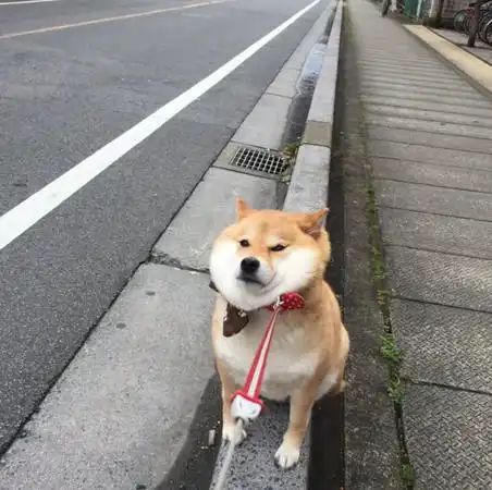  柴犬脑回路堪比哈士奇一会没看着,它竟挖洞想把自己埋了