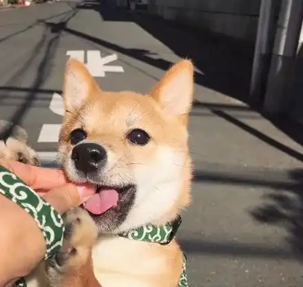  小柴犬看着桌上的食物,它的眼睛立刻变得水汪汪,还....