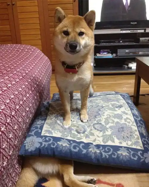  柴犬比哈士奇还倔强,才做出一堆搞笑的事情,只有主人才懂