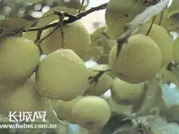  泊头鸭梨享誉海内外