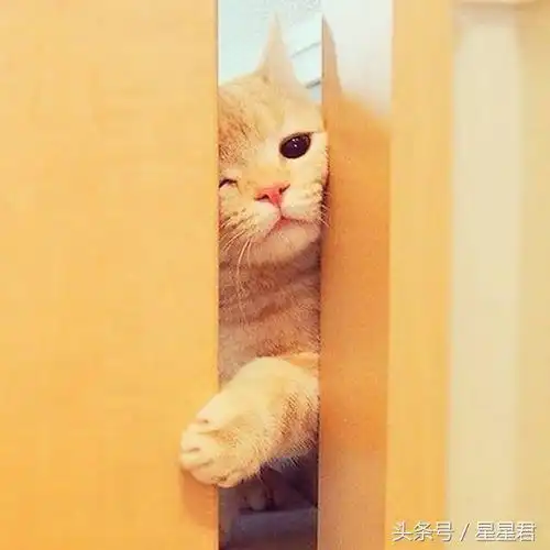  主人上厕所突然伸进一颗猫头,简直萌化了