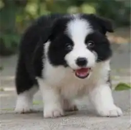  犬舍促销高智商健康边牧幼犬找新家品相超好喜欢加微信1477553856