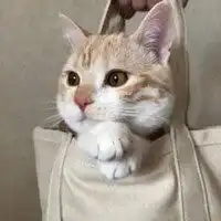  网红bobi猫表情包微信头像图片大全