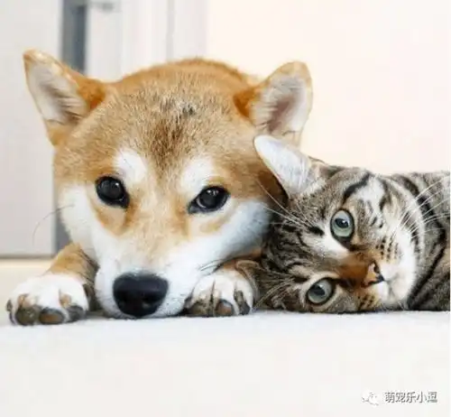  橘猫生了10只小奶猫,哈士奇天天帮忙带孩子,铲屎官很欣慰