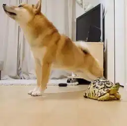  一只被乌龟带坏的日本柴犬,结局亮了